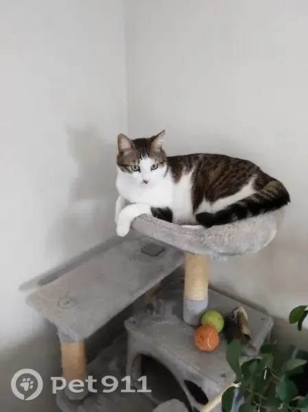Chat perdu à Menthonnex : blanc, marron, gris - photo