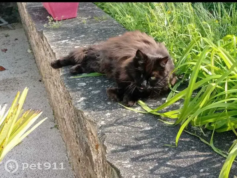 Chat Mâle Noir-Marron Perdu Rue du Soleil - photo