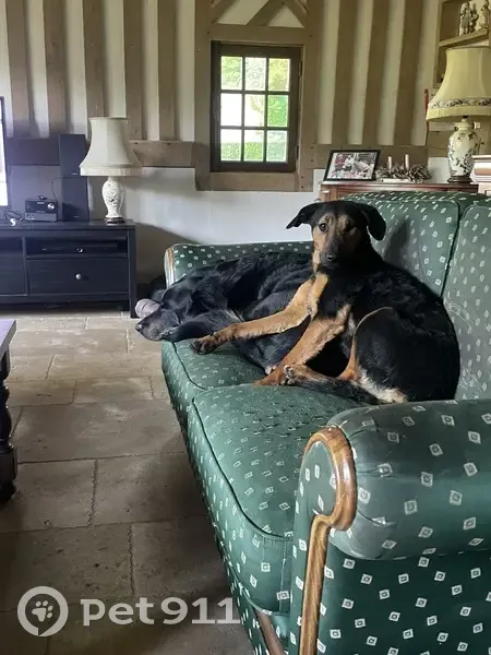 Chienne perdue: Bella, croisé beauceron, craintive - photo