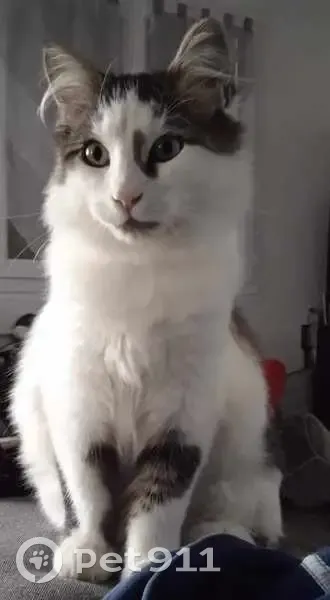 Chat Angora perdu - Quartier Belvédère, Ydes - photo