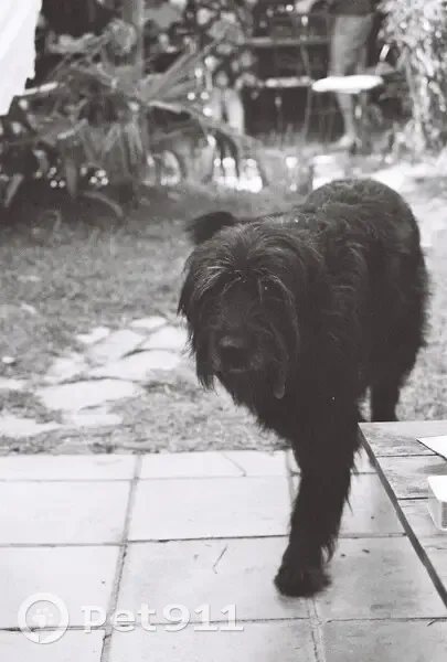 Chienne noire griffon disparue à Serrières - photo