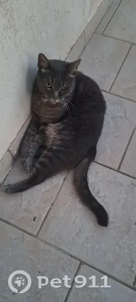 Chat trouvé, Rue Croix de Bussy, Épernay - photo