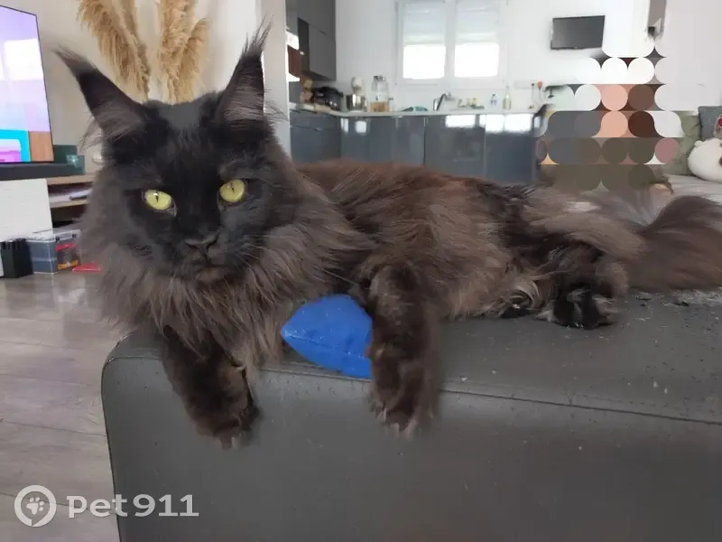 Chat Perdu à Loos : Aidez à Retrouver Rania - photo