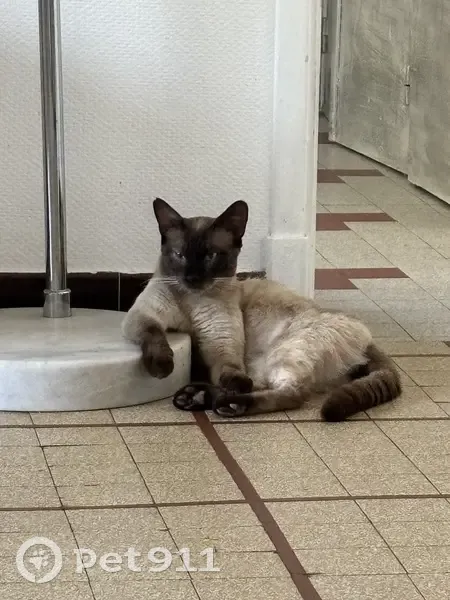 Chat siamois mâle perdu à Balma - photo
