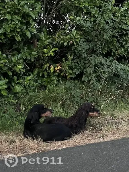 Deux chiens trouvés allongés à La Mondie - photo
