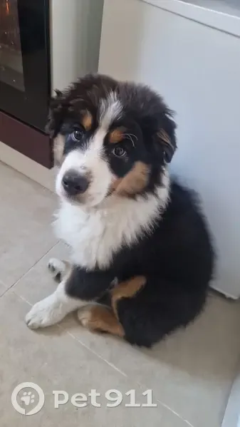Chiot Berger Australien Perdu à Paris - photo