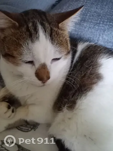 Chat européen blanc/marron disparu à Blois - photo