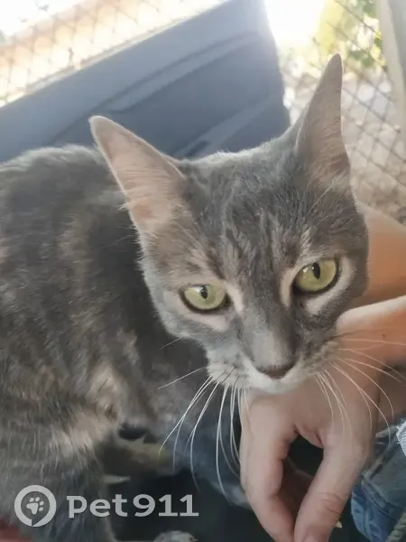 Chat gris trouvé près de la plage à Narbonne - photo
