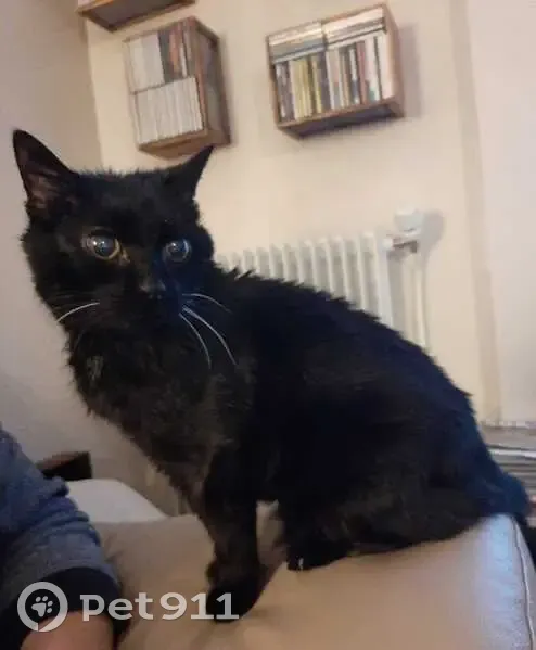 Vieille chatte noire perdue, rue Pasteur 21 - photo