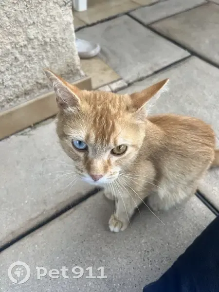 Chat disparu: Ma fille le réclame, Vitrolles - photo