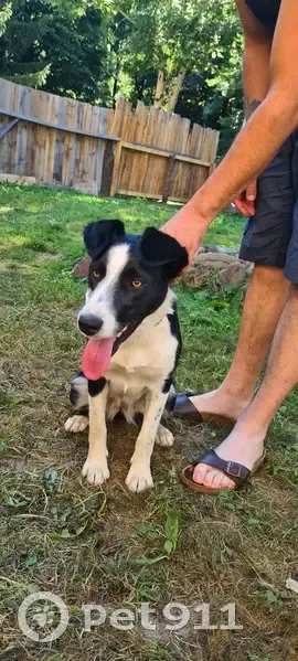Border collie femelle trouvée au Puy de Chavaroche - photo