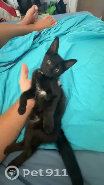 Chaton perdu à Salernes, contactez-nous - photo