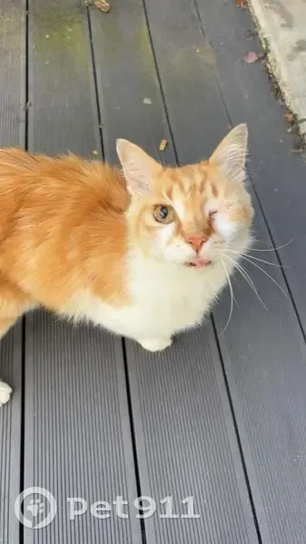 Chat roux trouvé, un œil, sociable, Coulommiers - photo