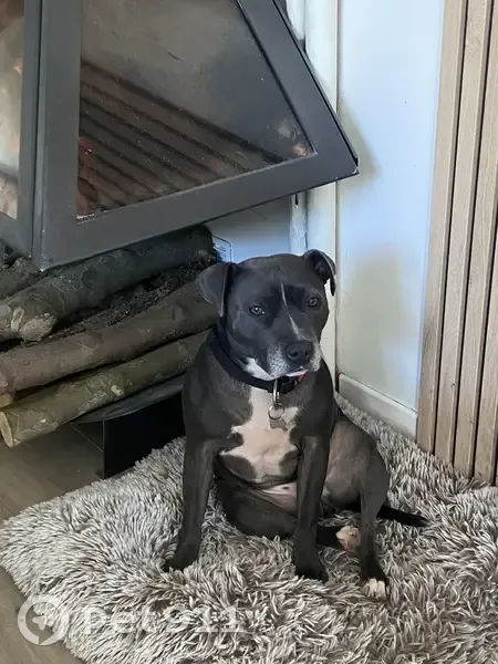 Chienne Staffy noire perdue à Juziers - photo