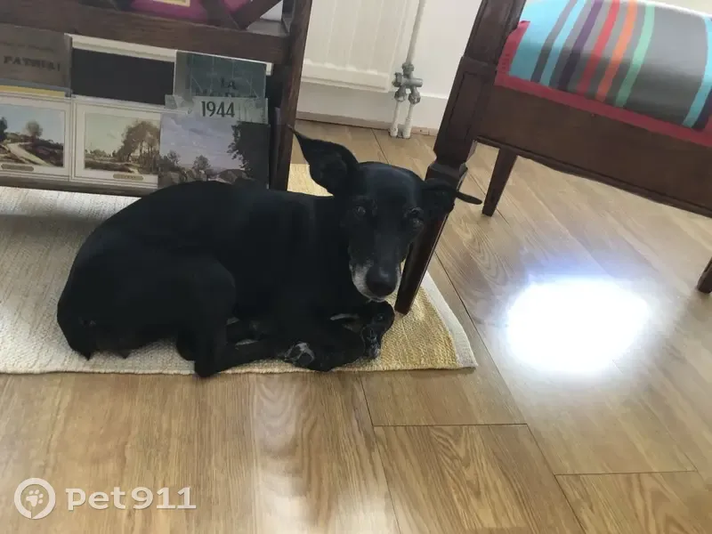 Petite chienne errante trouvée à Granville - photo