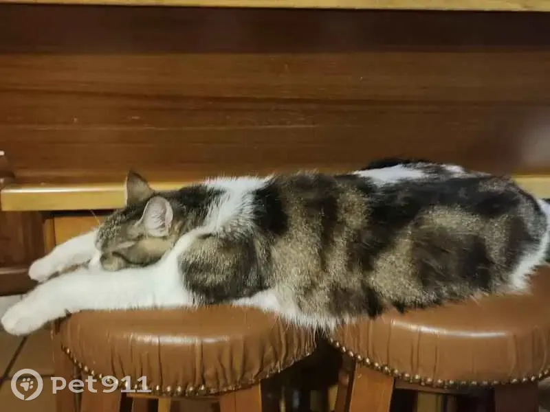 Chatte écaille de tortue perdue à Lamure - photo