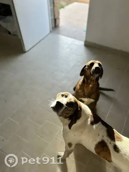Chiens disparus à Olmeto : Raspoutine et Cush - photo