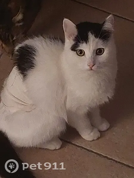 Chat européen blanc/noir perdu à Combs-la-Ville - photo