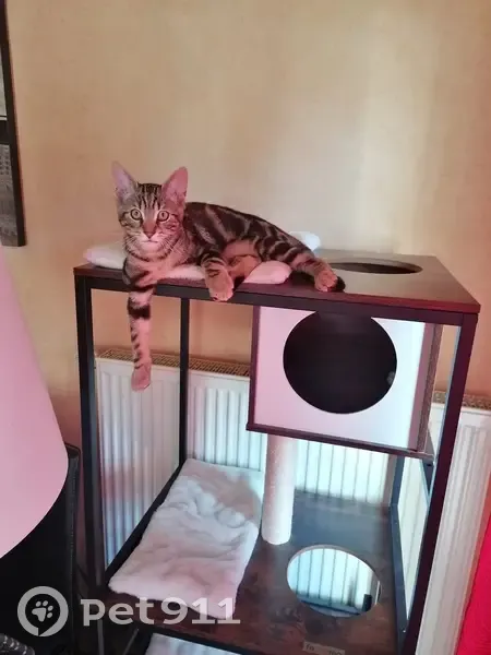 Chaton tigré noir et sable disparu - photo