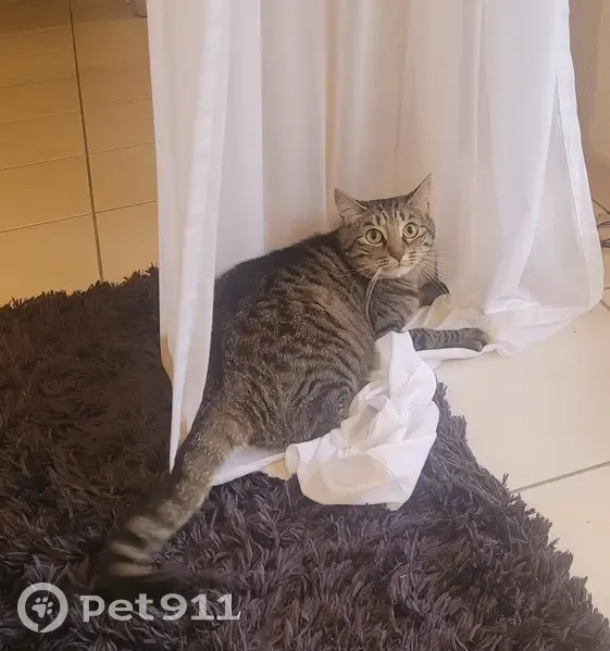 Chat perdu à Albi : Salam, 4 ans, tigré - photo