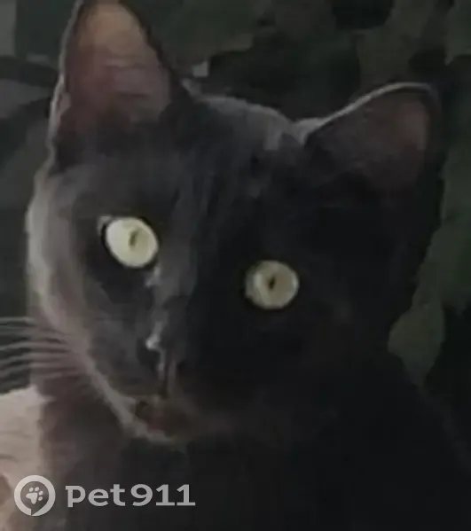 Chat noir mâle disparu à Talmont-Saint-Hilaire - photo