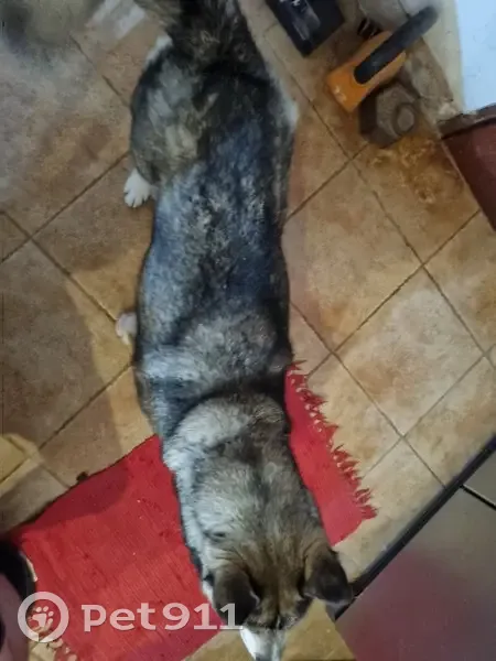 Chien trouvé près de la gare de Ruffec - photo