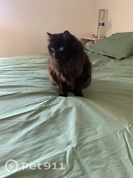 Chat noir disparu à Mériel, craintif - photo