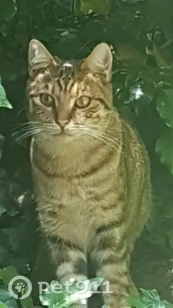 Chat tigré perdu à Chatou, 9 août - photo