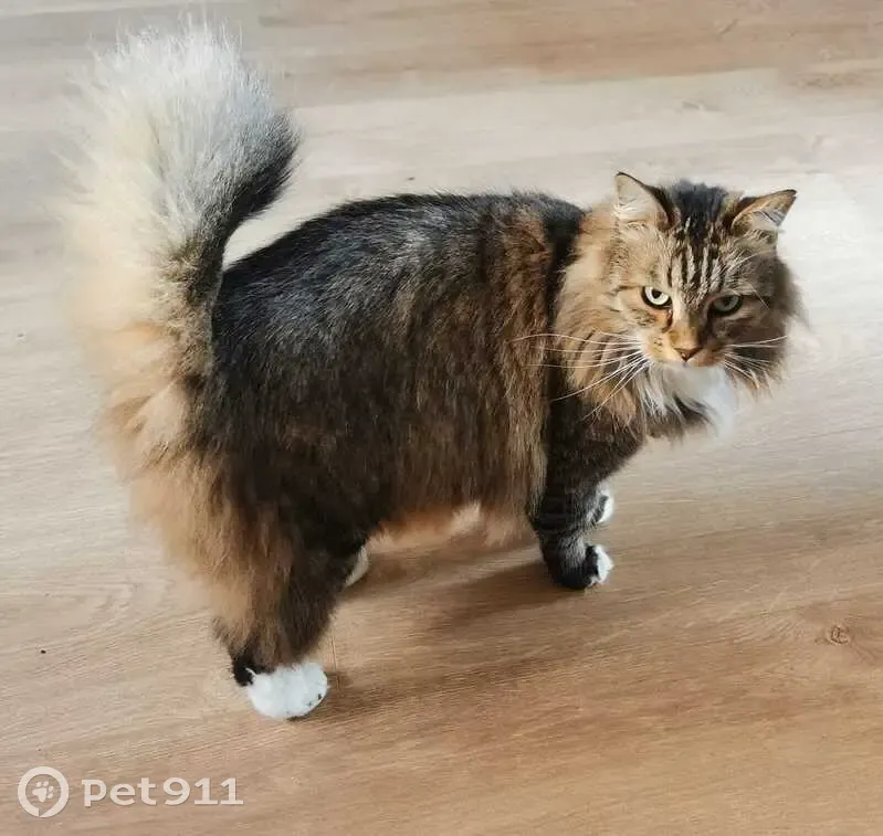 Chat perdu : Ticroc, queue en crochet, Camarsac - photo
