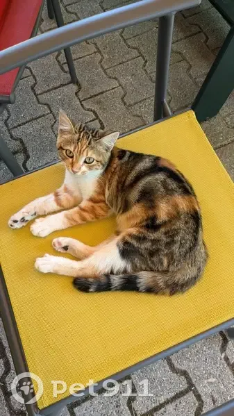 Petite chatte trouvée à Saint-Sulpice - photo