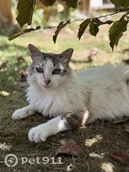 Chat trouvé à Saint-Viance, femelle âgée - photo
