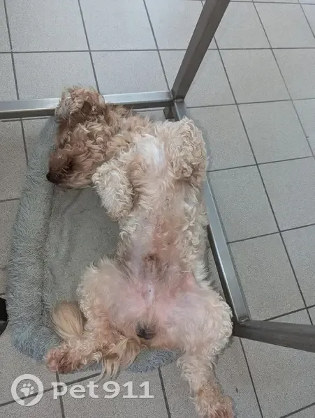 Chien disparu, croisé bichon, Rue des Dahlias - photo