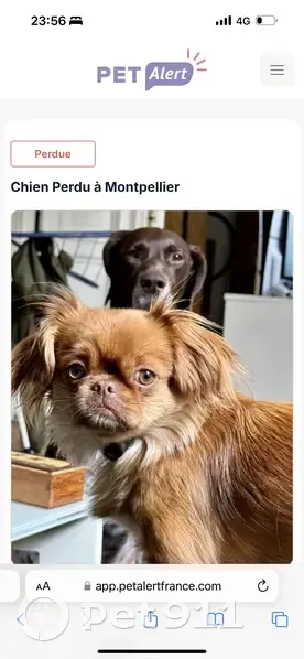 Chienne Pékinois perdue à Montpellier - photo