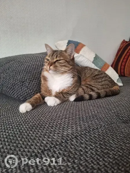 Chatte tigrée et blanche perdue à Tours - photo