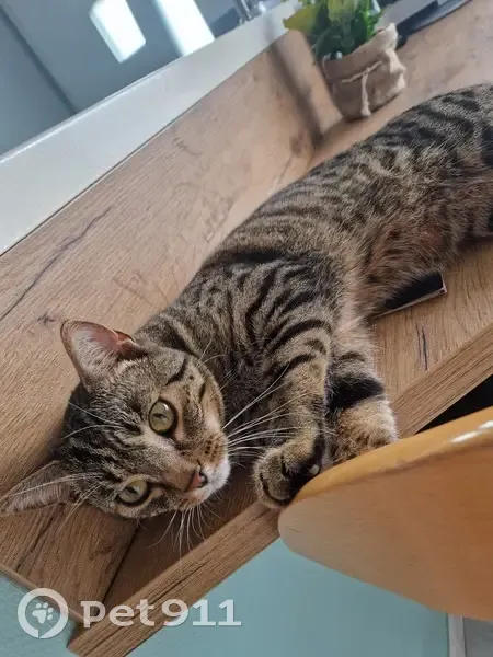 Chat tigré Tiboo perdu à Pulnoy - photo