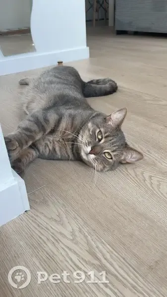 Chat d’appartement craintif perdu à Courçais - photo