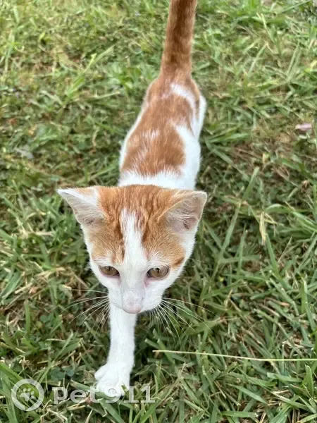 Chat trouvé Rue des Écoles, Narrosse - photo