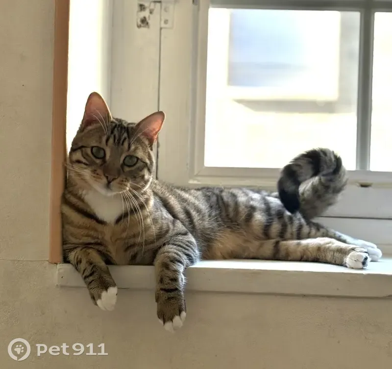Chat perdu à Besayes: mâle tigré, 1 an - photo