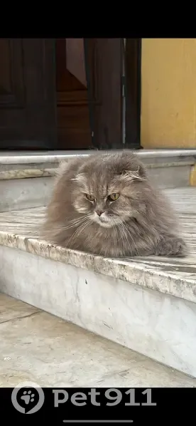 Chat âgé disparu à Nice, urgence chaleur - photo