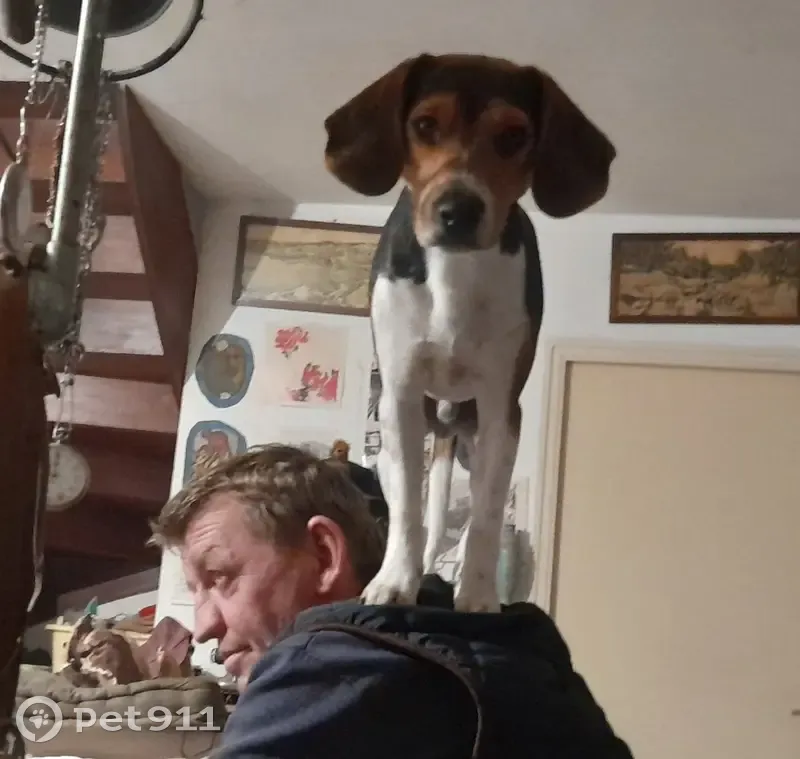 Chien beagle mâle perdu à Saint-Trimoël - photo