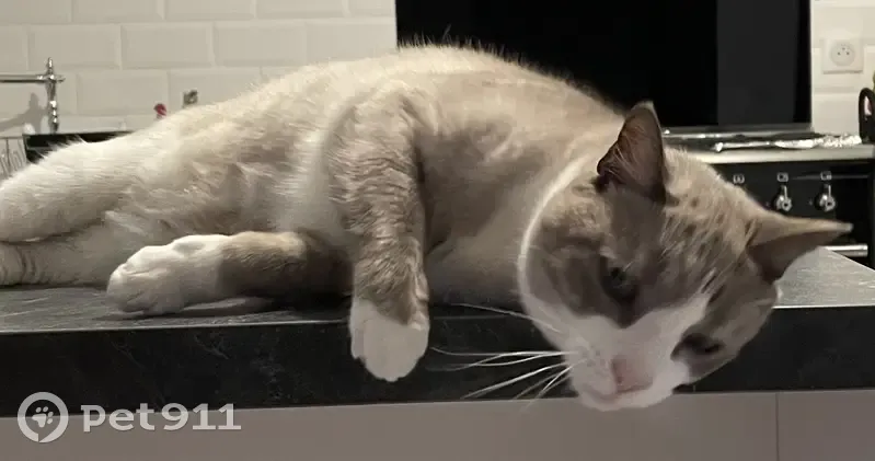 Chat mâle beige/blanc perdu à Chevinay - photo