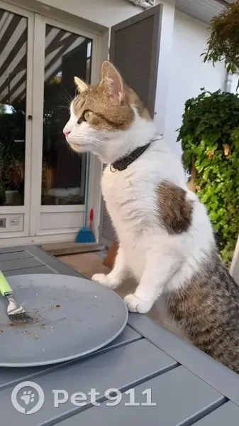 Chat Perdu au Camping des 5 Châteaux - photo