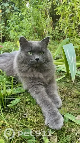 Chat perdu : Malo gris, rue de Villers, Nancy - photo