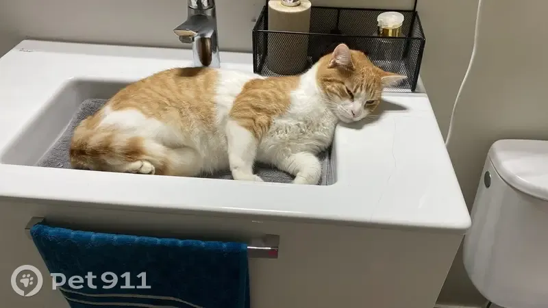 Chat Européen roux et blanc disparu à Maurepas - photo
