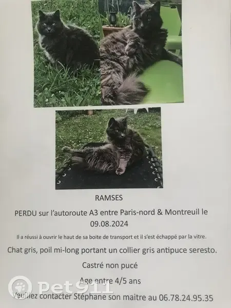 Chat gris disparu, Rue Galilée, Le Blanc-Mesnil - photo