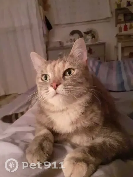 Chat Européen femelle disparue à Vaugines - photo