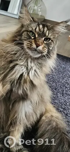 Chat Maine Coon Disparu à Halluin - photo