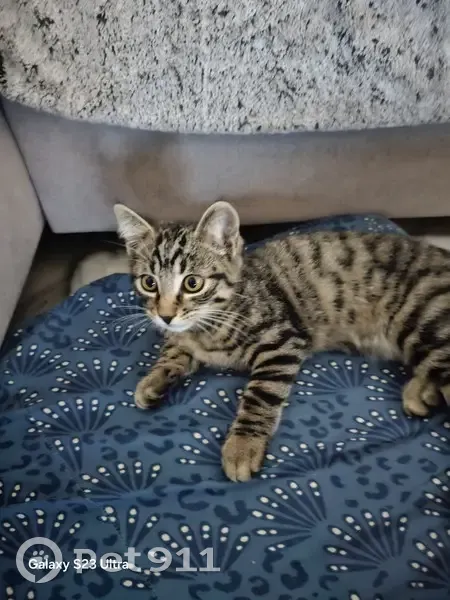 Chat tigré sombre adorable cherche bon maître - photo