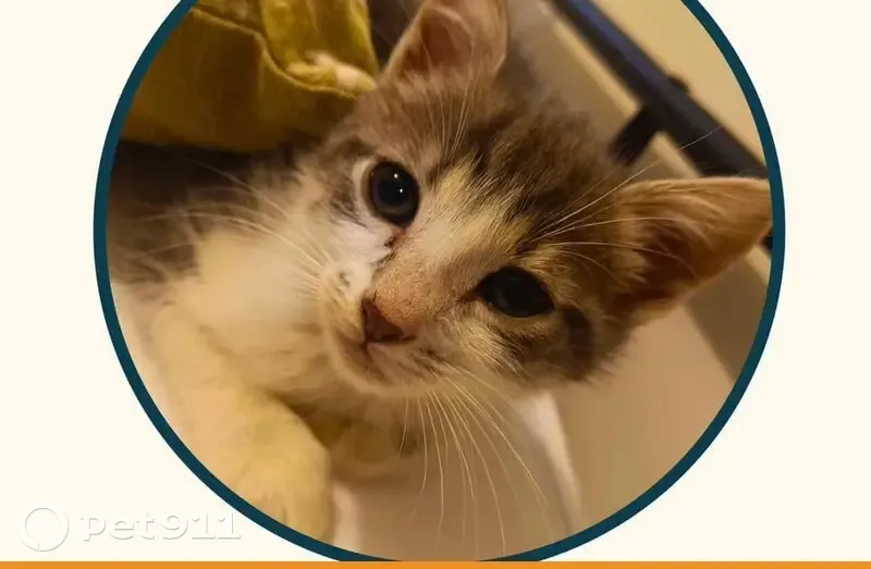 Chaton femelle grise disparue à Saint-Hilaire - photo