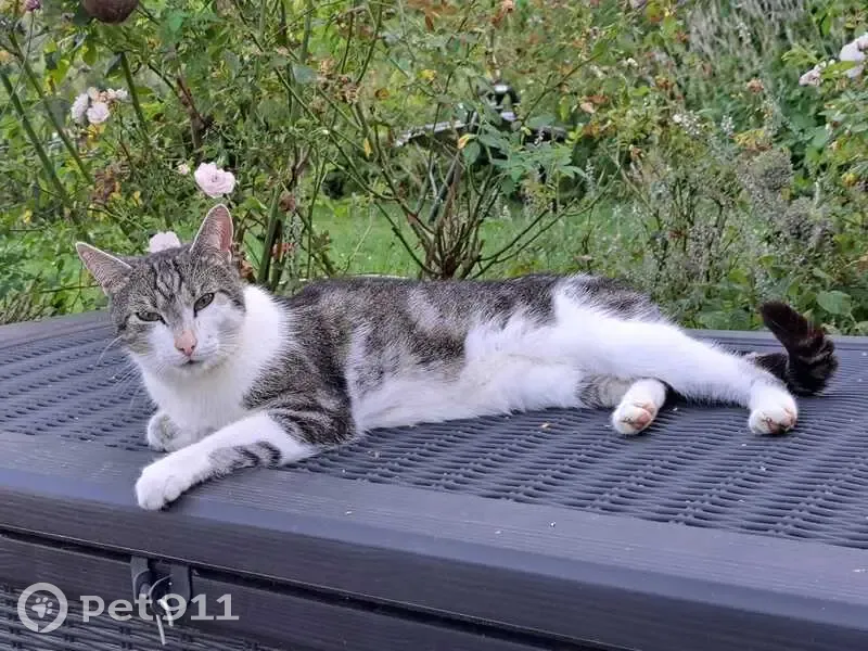 Chat mâle 4 ans disparu à Beynat : Chiffon - photo